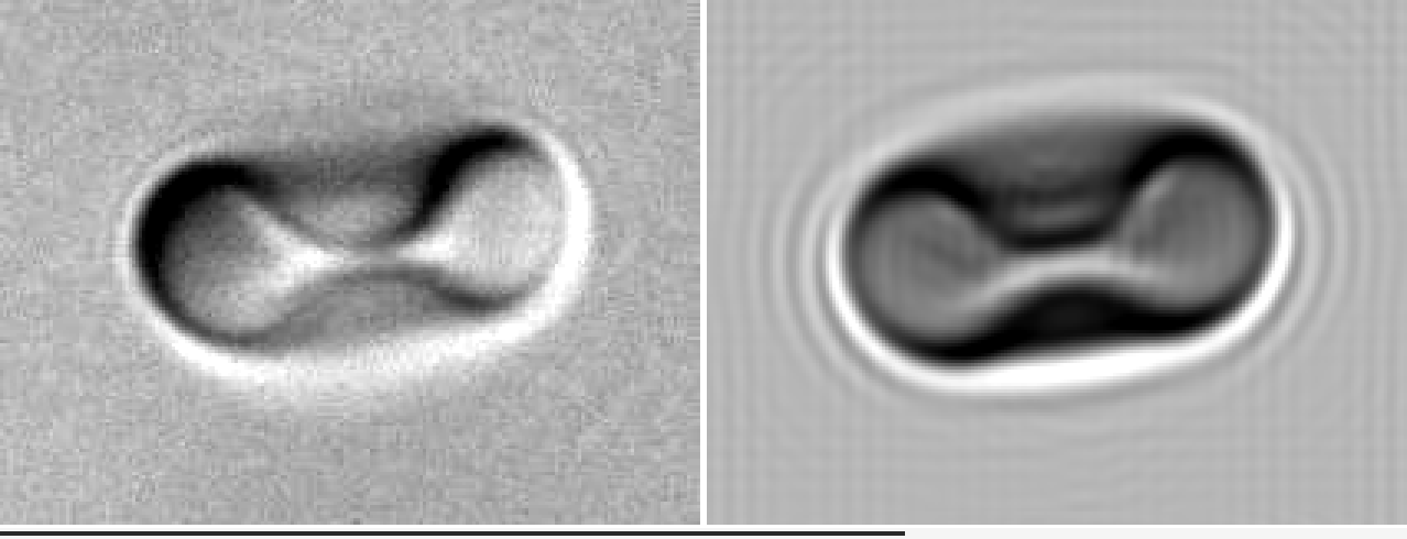 Discocyte