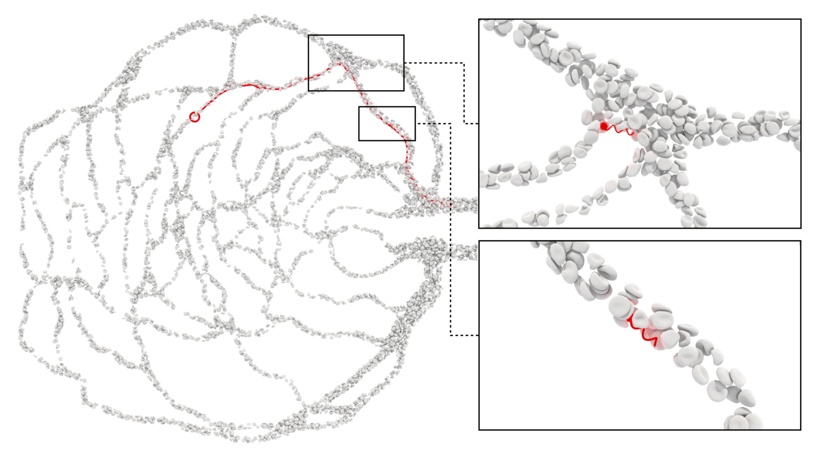 Reinforcement-learned navigation of microswimmers across a retinal capillary network